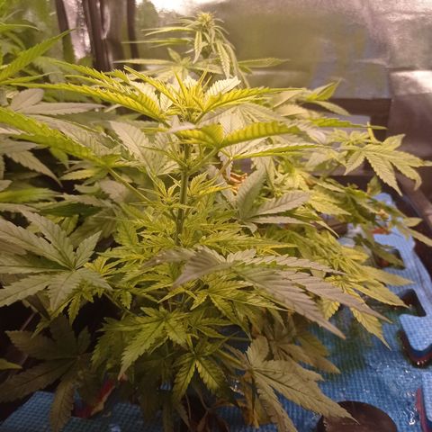 Muñeca #1 growlog photo: Finalmente murió una planta y solo quedan 2