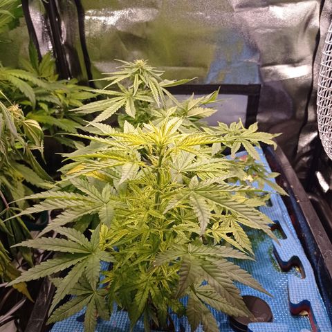 Muñeca #1 growlog timeline photo