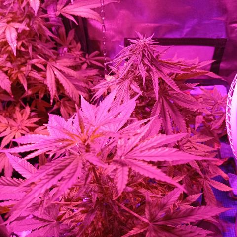Muñeca #1 growlog timeline photo