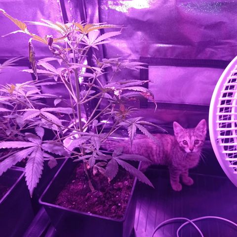 Chiquitas #1 growlog timeline photo