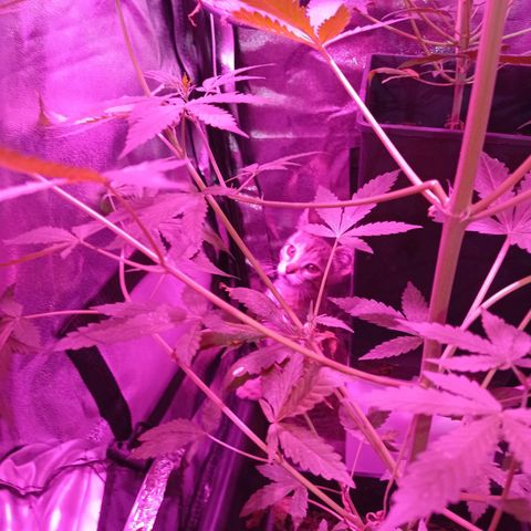 Chiquitas #1 growlog timeline photo