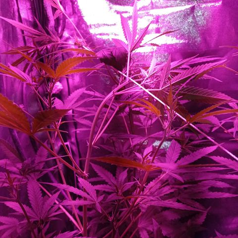 Chiquitas #1 growlog timeline photo