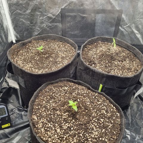 Critical Purple growlog photo: 04/07/24