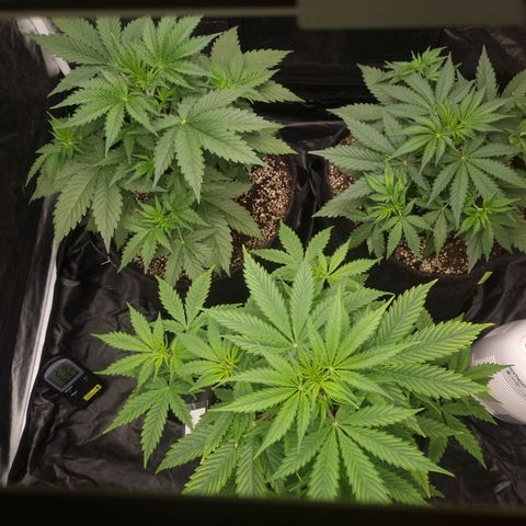 Critical Purple growlog photo: 04/07/24