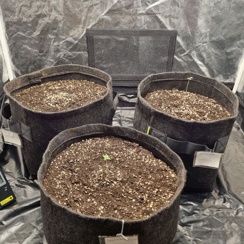 Critical Purple growlog photo: 04/07/24