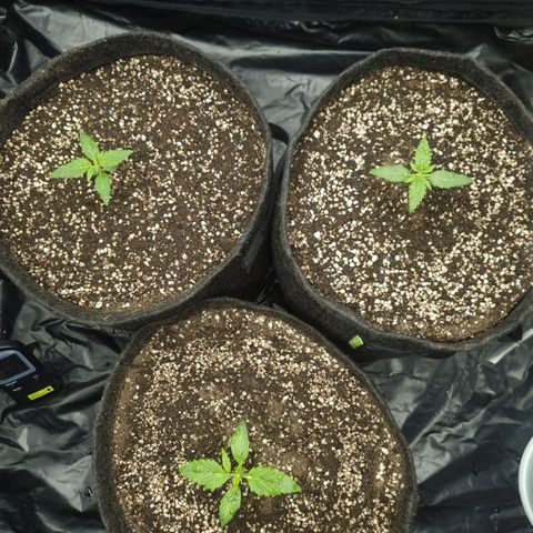 Critical Purple growlog photo: 04/07/24