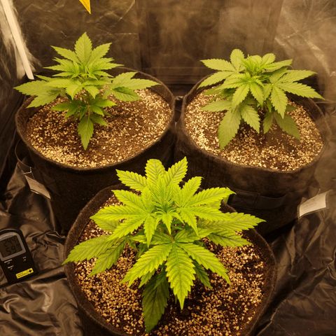 Critical Purple growlog photo: 04/07/24