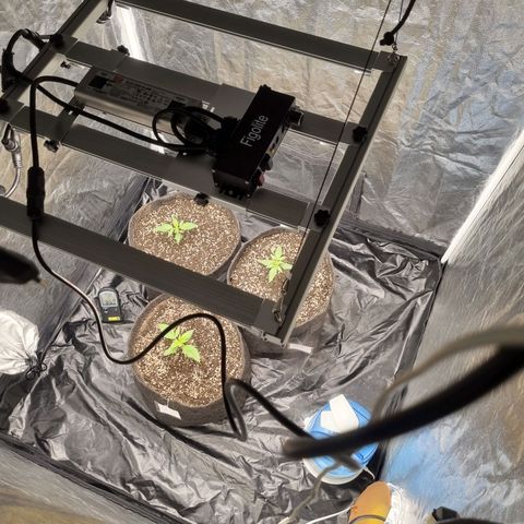 Critical Purple growlog photo: 04/07/24