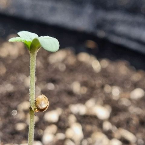 Critical Purple growlog photo: 04/07/24