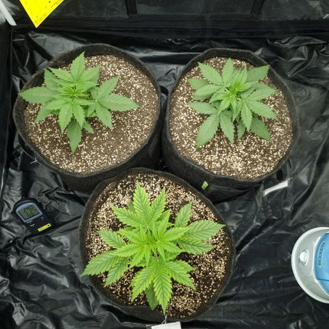 Critical Purple growlog photo: 04/07/24