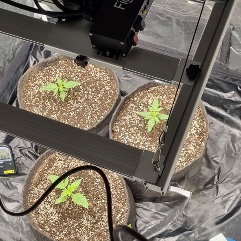Critical Purple growlog photo: 04/07/24