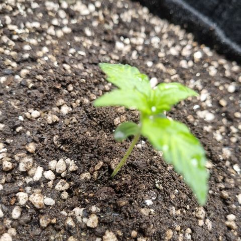 Critical Purple growlog photo: 04/07/24