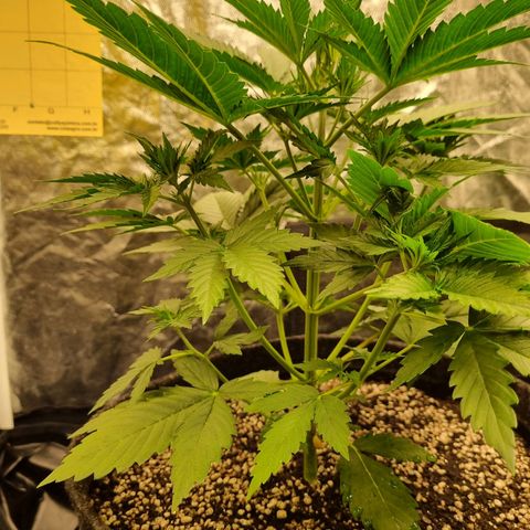 Critical Purple growlog photo: 04/07/24