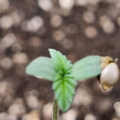 Critical Purple growlog photo: 04/07/24
