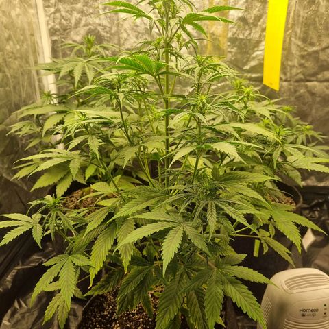 Critical Purple growlog photo: 1 semana floração 