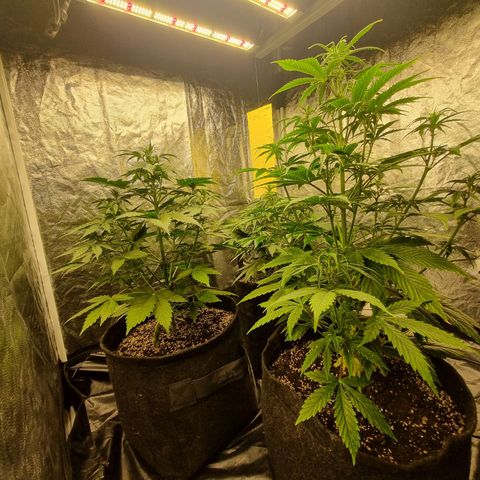 Critical Purple growlog photo: 1 semana floração 