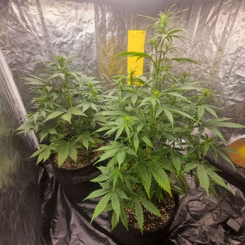 Critical Purple growlog photo: 1 semana floração 