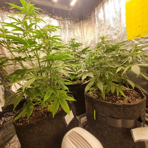 Critical Purple growlog photo: 1 semana floração 