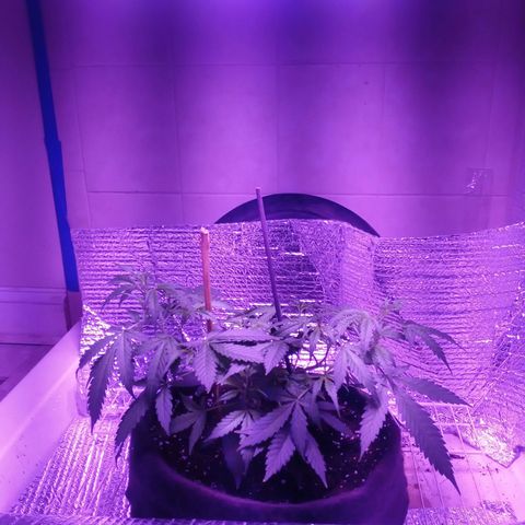 Northern Lights# 5 growlog photo: From seed to that 2 months they are Autoflower feminized seeds