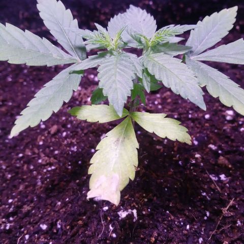 Northern Lights# 5 growlog timeline photo
