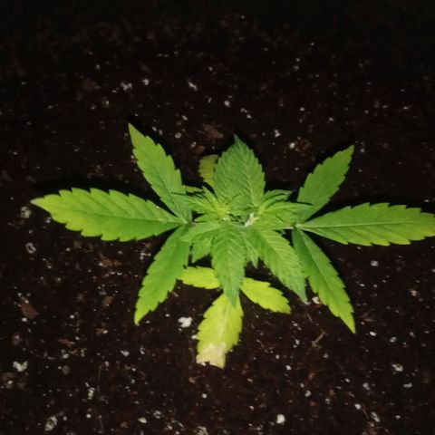 Northern Lights# 5 growlog timeline photo