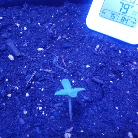 Northern Lights# 5 growlog timeline photo