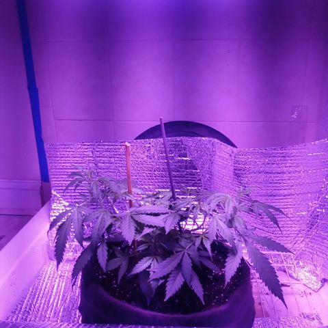 Northern Lights# 5 growlog timeline photo