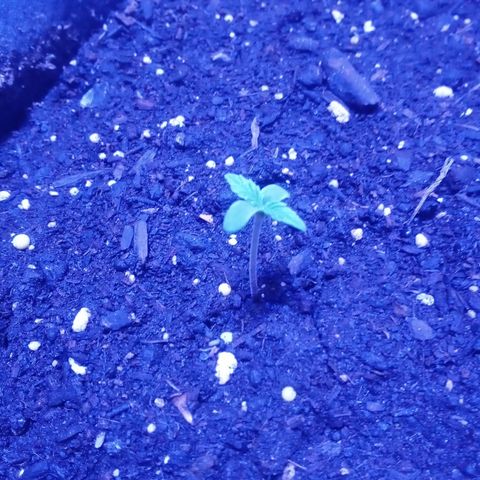 Northern Lights# 5 growlog timeline photo