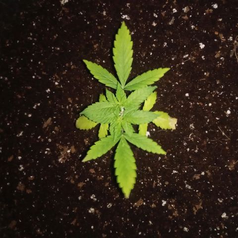 Northern Lights# 5 growlog timeline photo