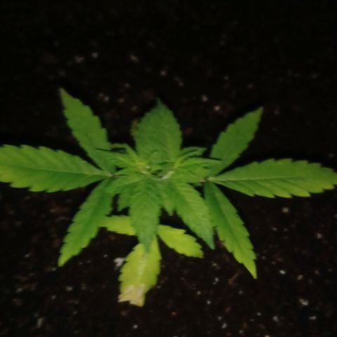 Northern Lights# 5 growlog timeline photo
