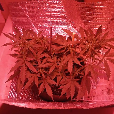 Northern Lights# 5 growlog photo: Week 1-2 of flower and this is a auto flower any tips