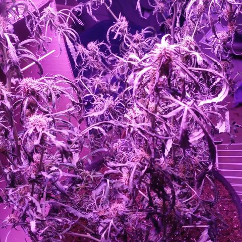 Northern Lights# 5 growlog photo: Can someone please tell me why my marijuana plant did this overnight it's an Autoflower please help