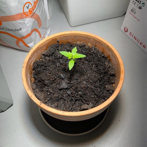 Keller grow growlog timeline photo