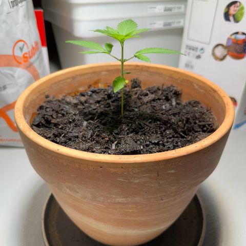 Keller grow growlog timeline photo