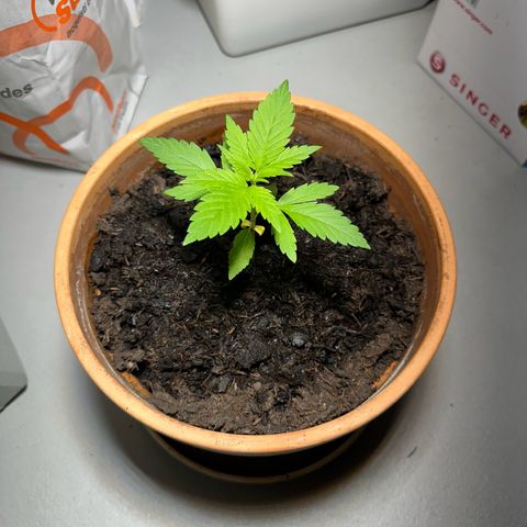 Keller grow growlog timeline photo