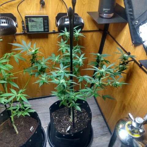 Number 2 growlog timeline photo