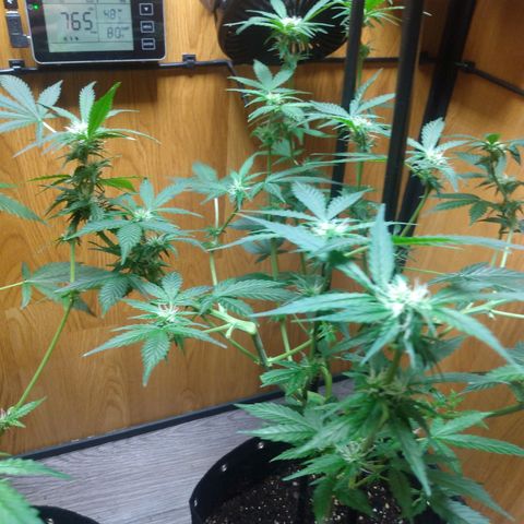 Number 2 growlog photo: Time to bloom...