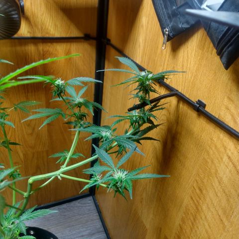 Number 2 growlog photo: Time to bloom...