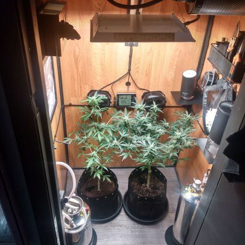 Number 2 growlog photo: Corners left uncut...