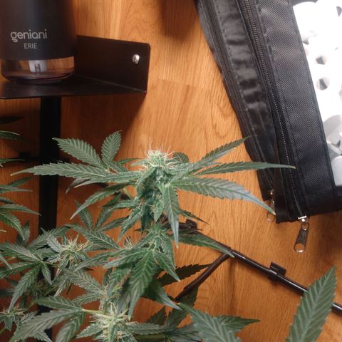 Number 2 growlog photo: Most dense flowers I've rooted so far..
