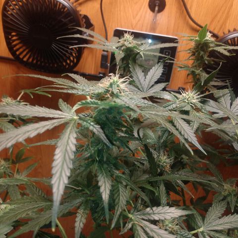 Number 2 growlog photo: Most dense flowers I've rooted so far..
