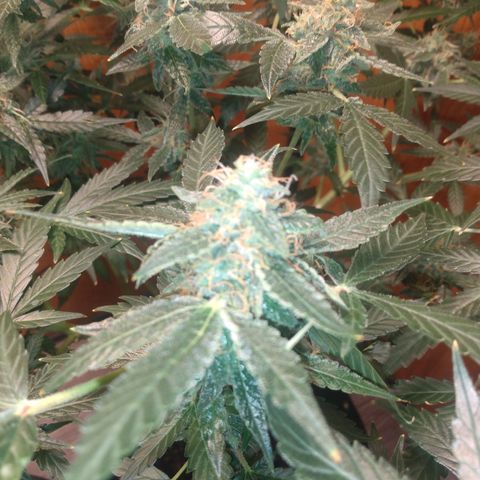 Number 2 growlog photo: Nice buds, bud!