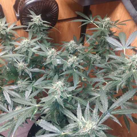 Number 2 growlog photo: Nice buds, bud!