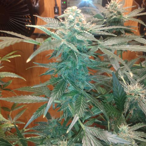 Number 2 growlog timeline photo