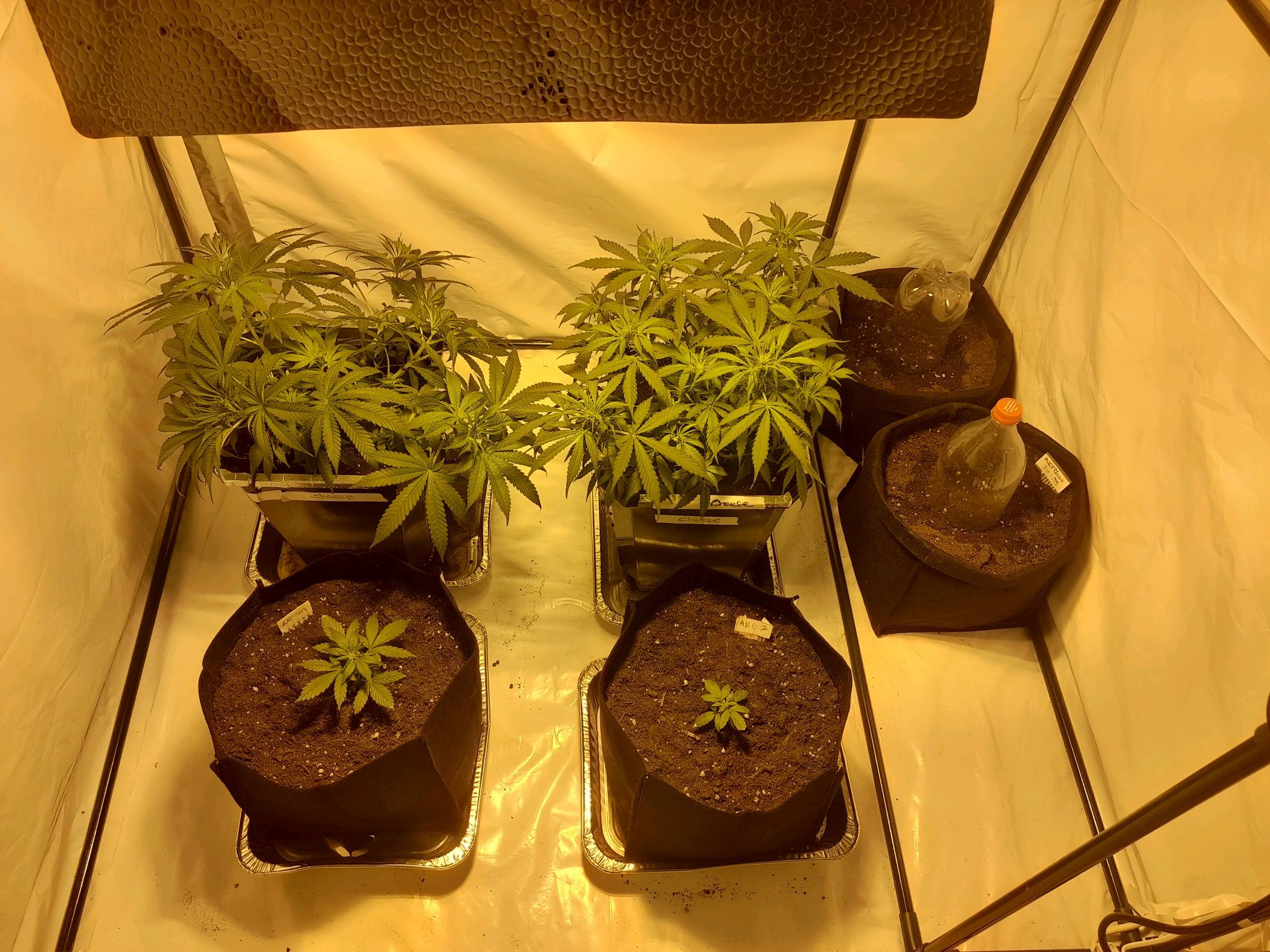 3 Northan lights  growlog header