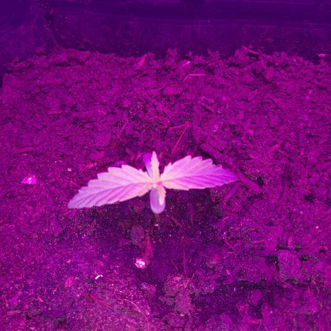 Critical cheese auto  growlog timeline photo