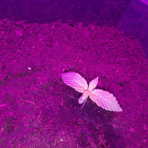 Critical cheese auto  growlog timeline photo