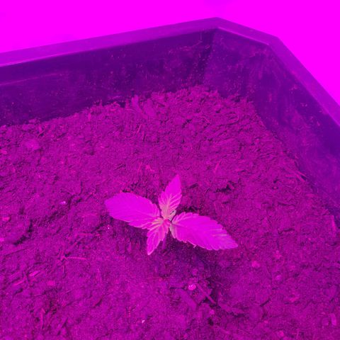 Critical cheese auto  growlog timeline photo