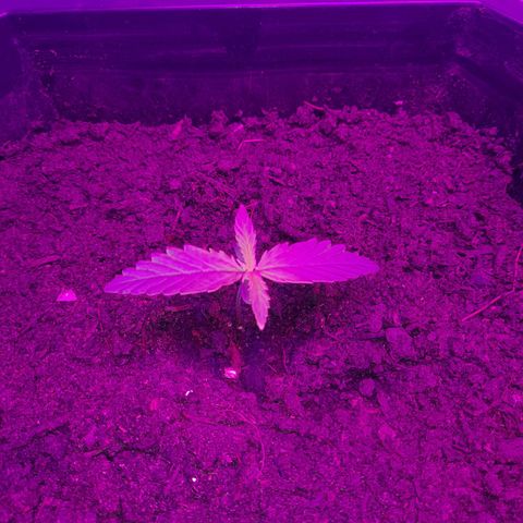 Critical cheese auto  growlog timeline photo