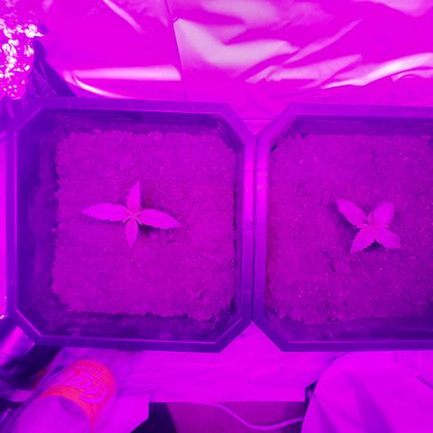 Critical cheese auto  growlog timeline photo